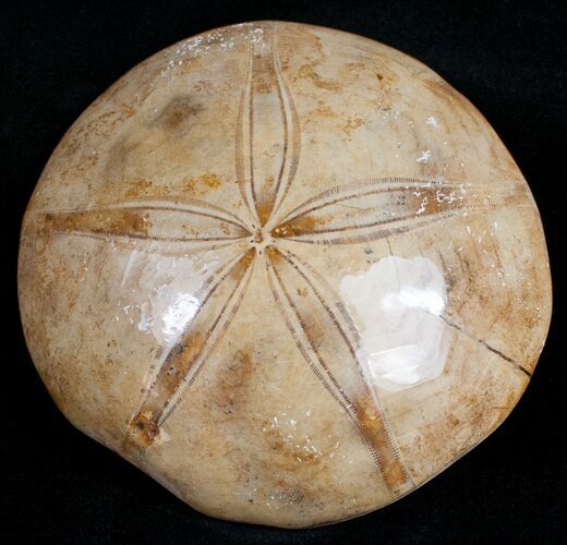 Large, Top Quality Polished Fossil Sand Dollar #11839